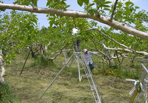 柿の木の蕾、まびき作業