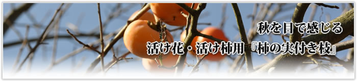秋を目で感じる　活け花・活け柿用『柿の実付き枝』『柿の実付き枝』